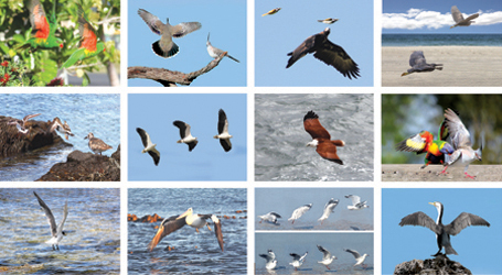 Images of Birds highlighting their wings